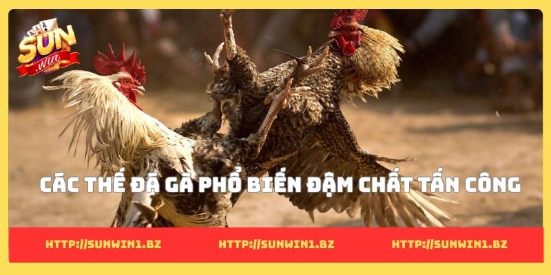 Các thế đá gà phổ biến: Bí quyết tăng kỹ năng chiến kê Các thế đá gà phổ biến đậm chất tấn công