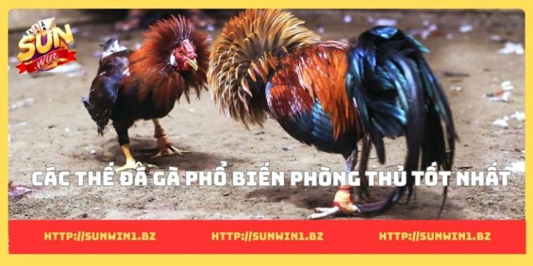 Các thế đá gà phổ biến: Bí quyết tăng kỹ năng chiến kê Các thế đá gà phổ biến phòng thủ tốt nhất