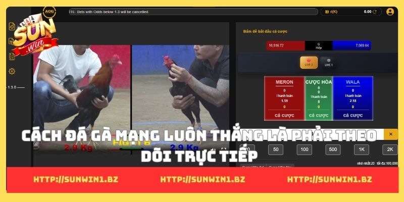 8 cách đá gà mạng luôn thắng - Cơ hội để đổi đời thành công Cách đá gà mạng luôn thắng là phải theo dõi trực tiếp