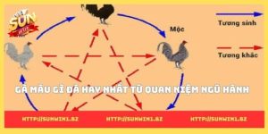 Gà màu gì đá hay nhất? Bí mật chọn bách chiến bách thắng Gà màu gì đá hay nhất từ quan niệm ngũ hành
