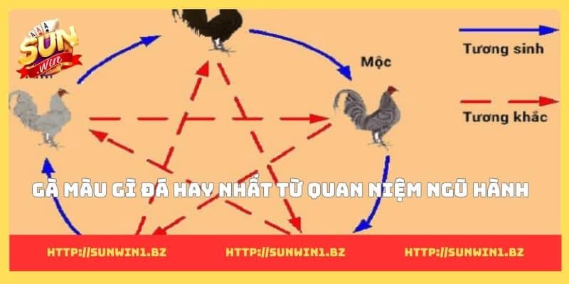 Gà màu gì đá hay nhất? Bí mật chọn bách chiến bách thắng Gà màu gì đá hay nhất từ quan niệm ngũ hành