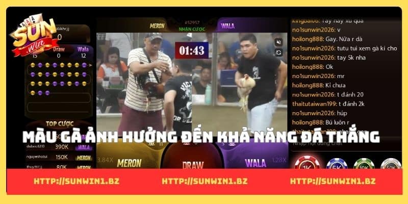 Gà màu gì đá hay nhất? Bí mật chọn bách chiến bách thắng Màu gà ảnh hưởng đến khả năng đá thắng