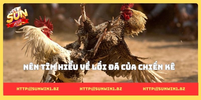 8 cách đá gà mạng luôn thắng - Cơ hội để đổi đời thành công Nên tìm hiểu về lối đá của chiến kê