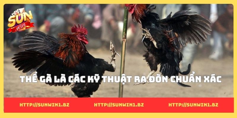 Các thế đá gà phổ biến: Bí quyết tăng kỹ năng chiến kê Thế gà là các kỹ thuật ra đòn chuẩn xác