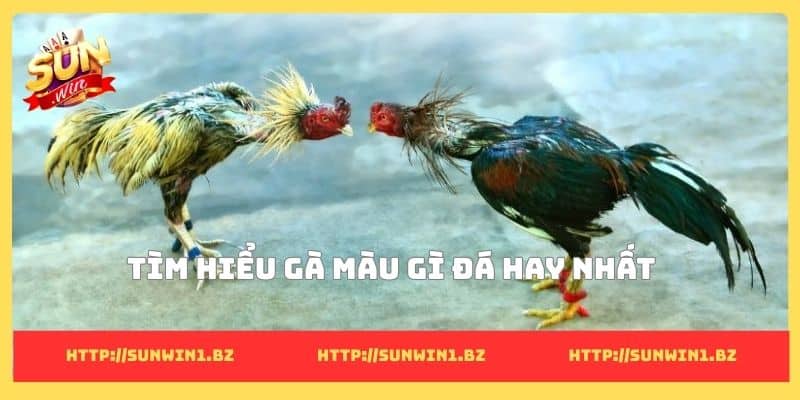 Gà màu gì đá hay nhất? Bí mật chọn bách chiến bách thắng Tìm hiểu gà màu gì đá hay nhất