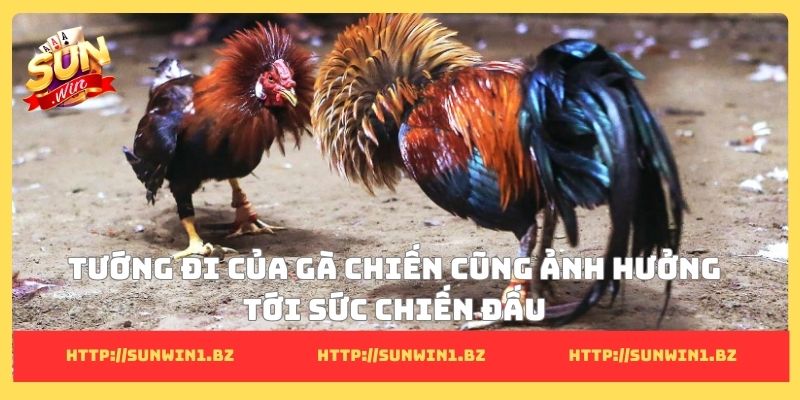 8 cách đá gà mạng luôn thắng - Cơ hội để đổi đời thành công Tướng đi của gà chiến cũng ảnh hưởng tới sức chiến đấu