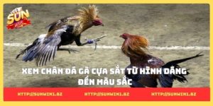 Xem chân đá gà cựa sắt - 5 Cách tìm ra chiến kê dũng mãnh Xem chân đá gà cựa sắt từ hình dáng đến màu sắc